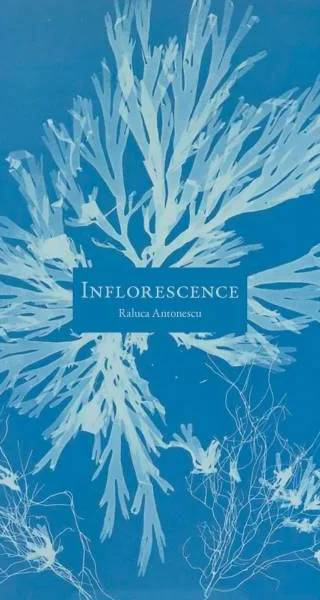 Couverture de Inflorescence, Raluca Antonescu